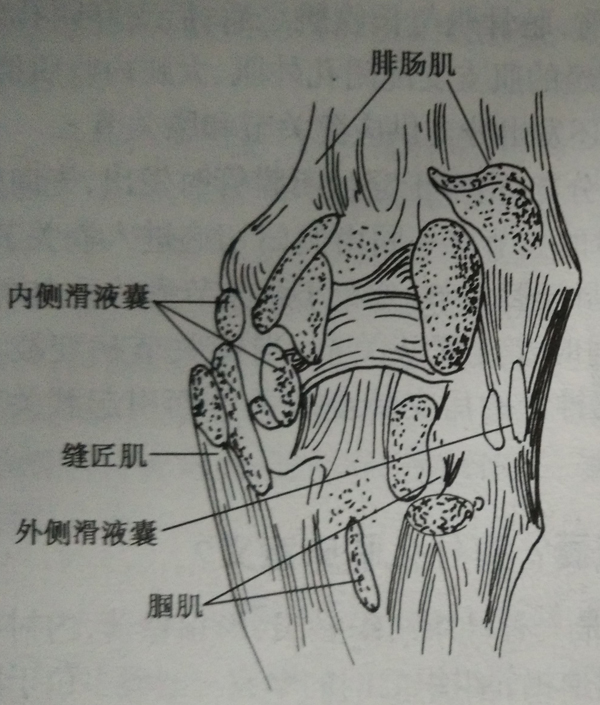 滑膜包绕胭肌腱形成一环状袋,常与关节腔的后外侧相通,也可为滑膜囊的